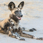 Safari Hunting Dog