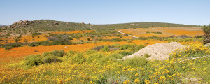 Package Desert Flowers, Cape & Safari south africa Vacation Package