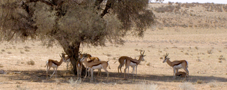 Package Safari Desert Augrabies Falls south africa Vacation Package