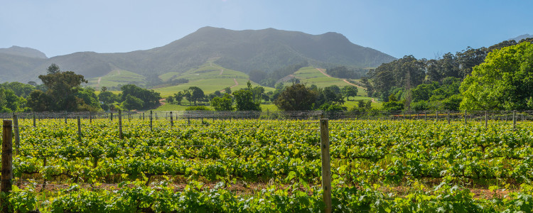 Winelands Region