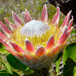 Attraction Protea Flower