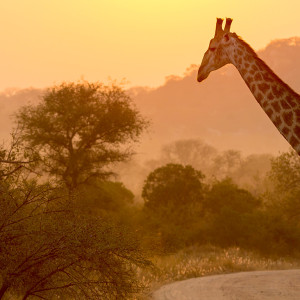 Kruger Park Region