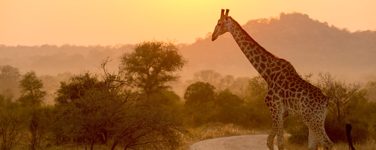 Kruger Park Region