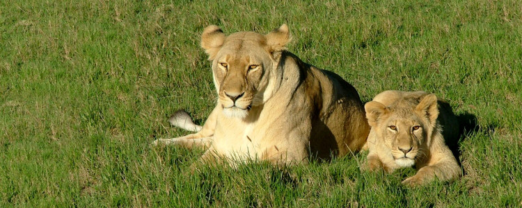 South Africa Lions